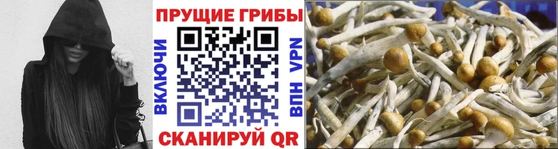 сколько стоит  Куртамыш  Галлюциногенные грибы Psilocybe 